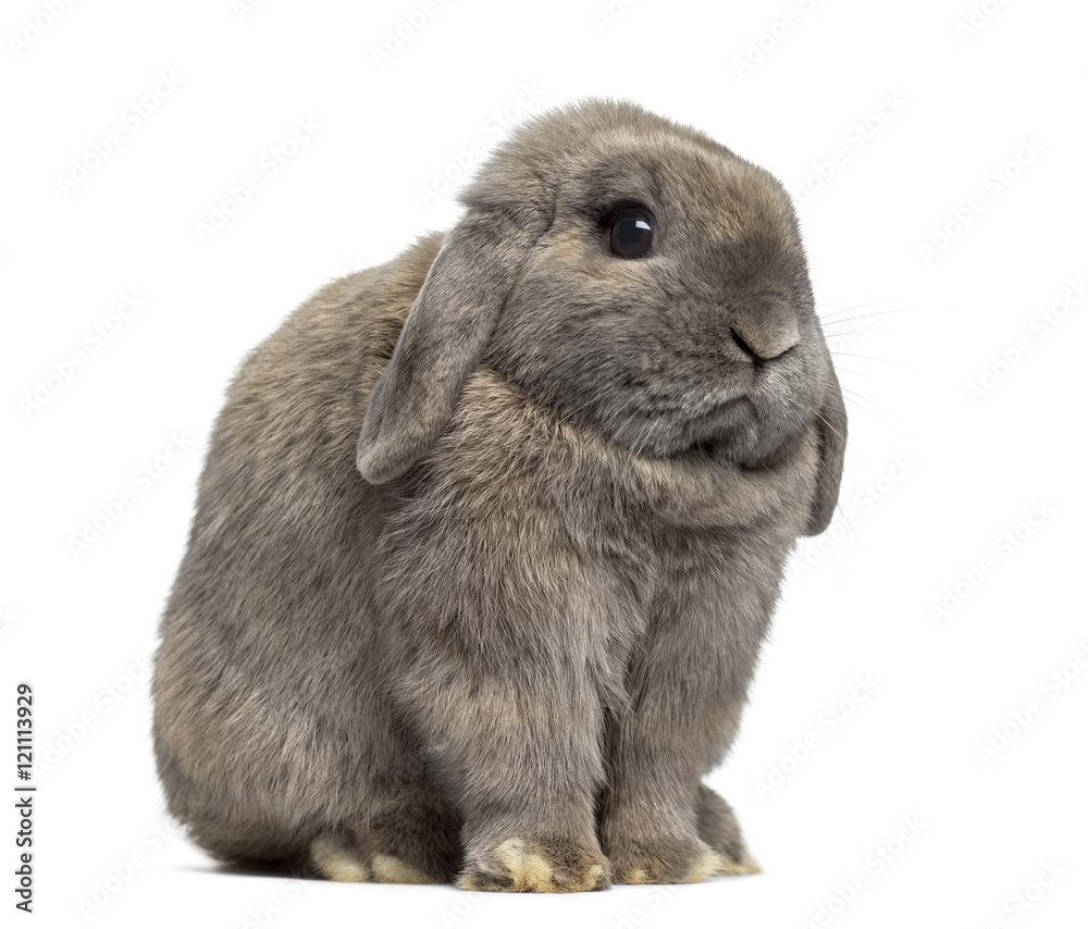 Side view of a Holland Lop rabbit isolated on white Side view of a Holland Lop rabbit isolated on white