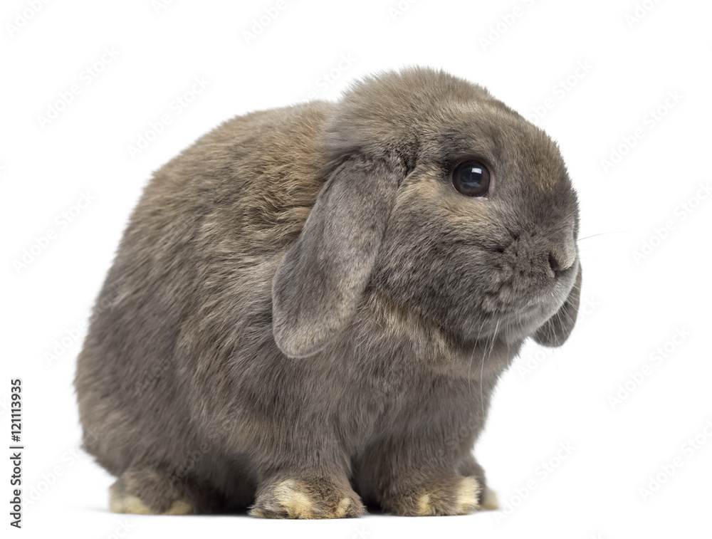 Fototapeta premium Side view of a Holland Lop rabbit isolated on white