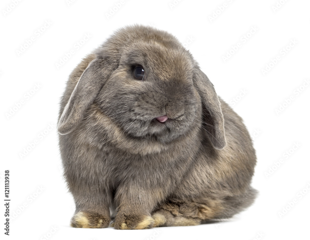 Cute Holland Lop rabbit isolated on white Cute Holland Lop rabbit isolated on white