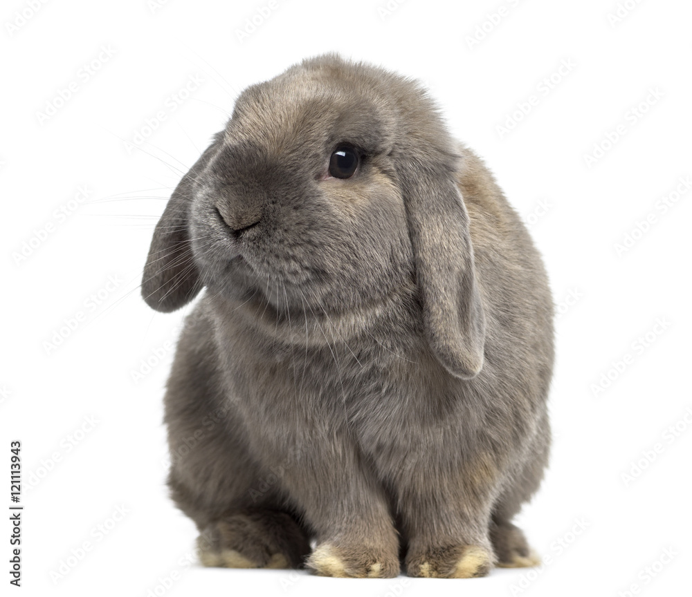 Naklejka premium Cute Holland Lop rabbit isolated on white