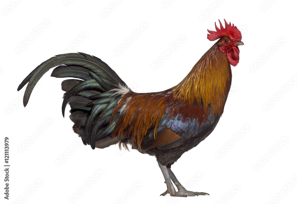 Side view of Ardennaise rooster isolated on white