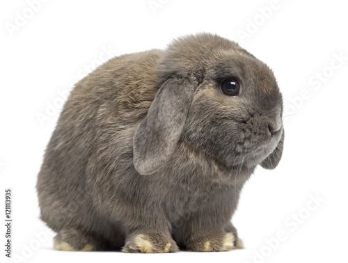 Side view of a Holland Lop rabbit isolated on white
