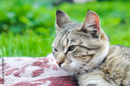 cat resting on a blanket in the green grass © zanna_