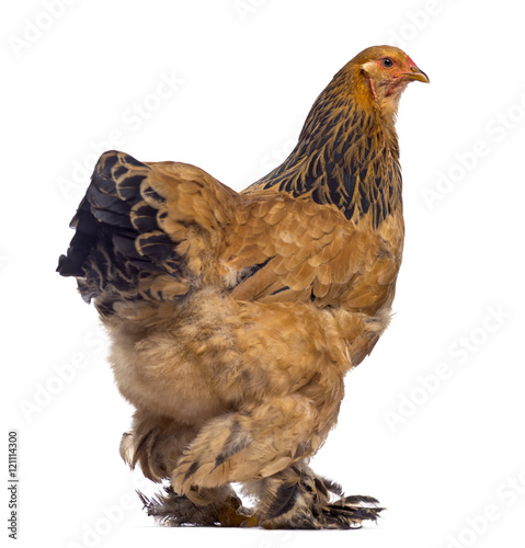 Rear of Brahma chicken isolated on white