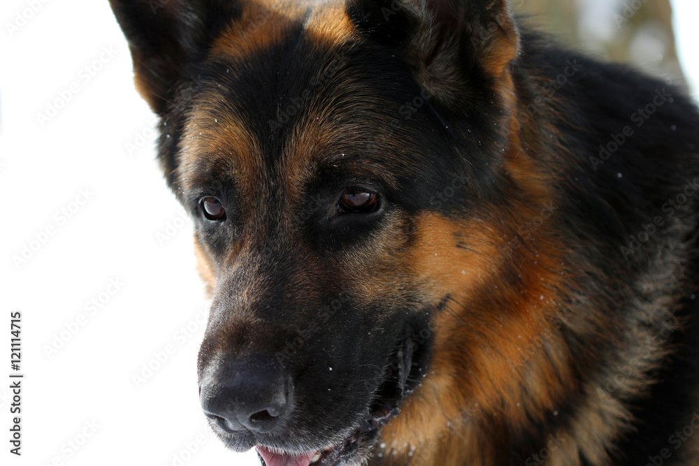 German shepherd dog on snow in winter day German shepherd dog on snow in winter day