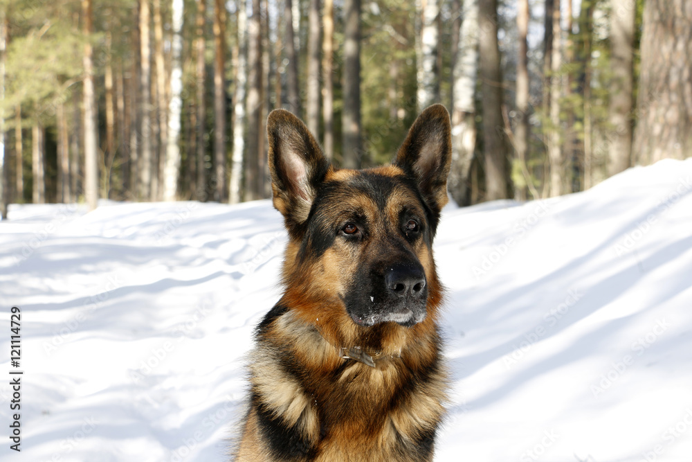 German shepherd dog on snow in winter day German shepherd dog on snow in winter day