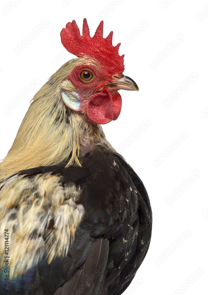 Close-up of a Phoenix chicken isolated on white