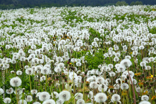 field of dandelions