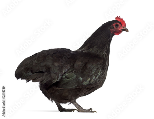 Rear view of Australorp chicken isolated on white