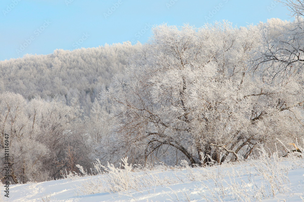 winter landscape