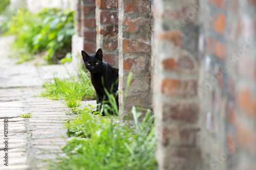 Black cat sitting next to a brick wall