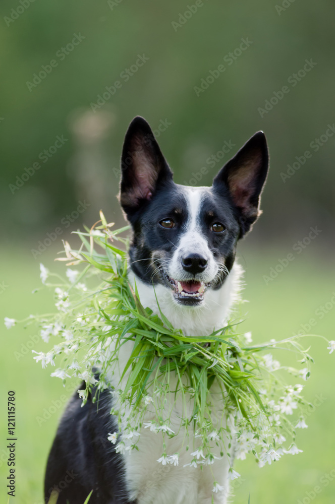 Mixed breed dog portrait outdoor