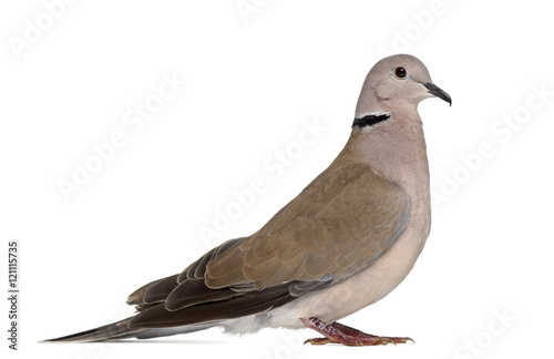 Side view of an African collared dove isolated on white