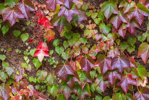 Jungfernrebe mit bunten Blättern wächst an der Wand im Herbst