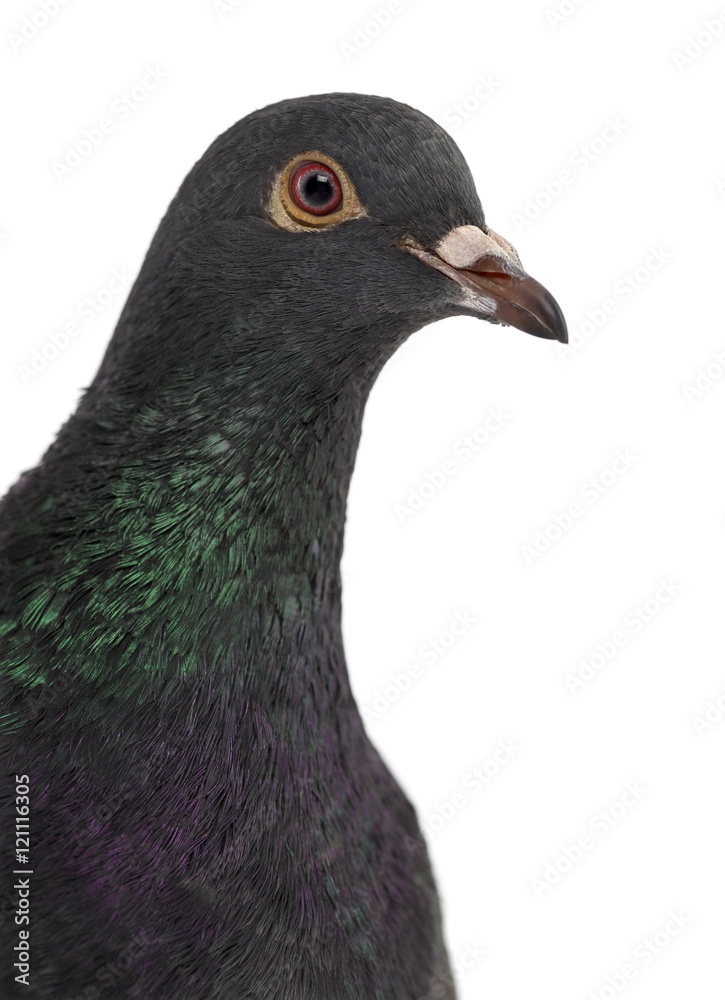 Close-up of a Pigeon isolated on white Close-up of a Pigeon isolated on white