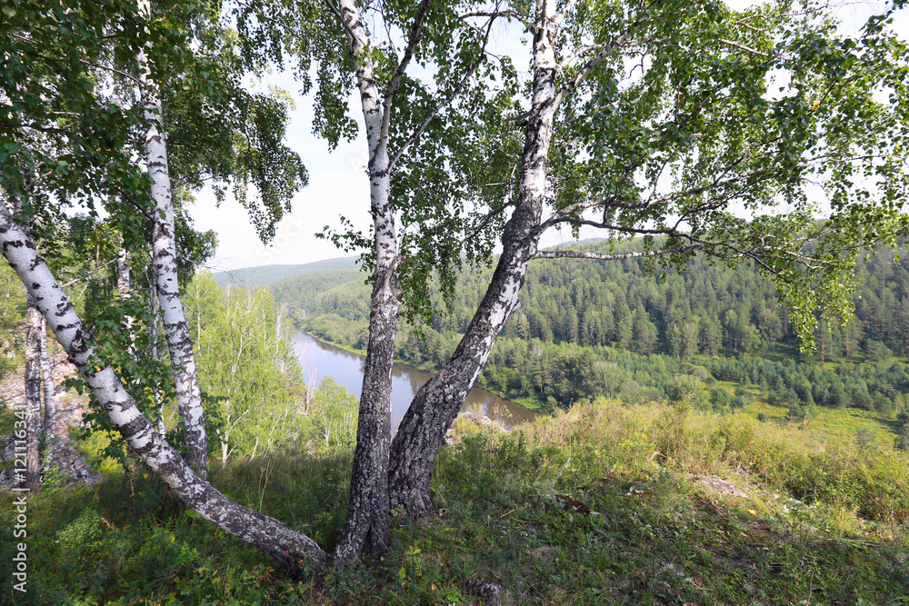 Fototapeta premium birch grove in the Urals