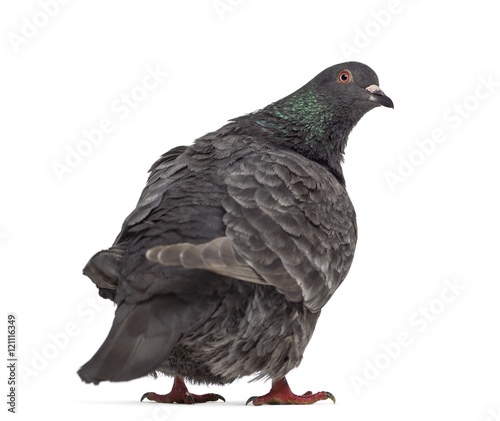 Rear view of a Texan pigeon isolated on white
