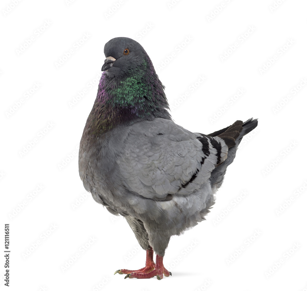 Naklejka premium Side view of a King Pigeon isolated on white