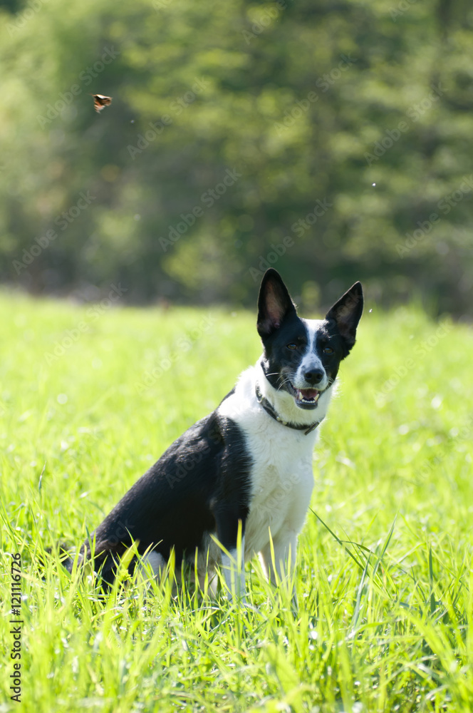 Mixed breed dog portrait outdoor