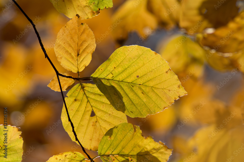 Herbstlaub