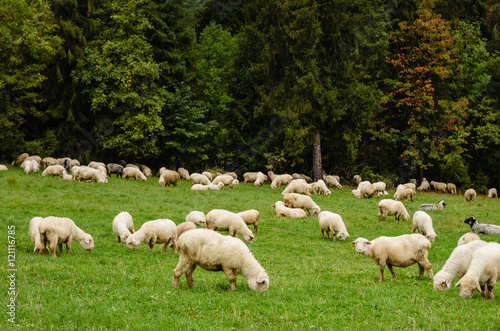 Owce na pastwisku 