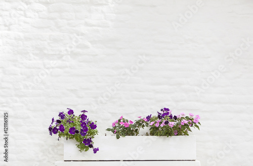 pink and purple flowers against white painted brick wall