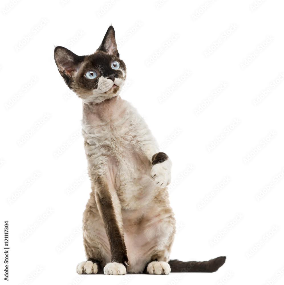 Devon rex pawing up isolated on white