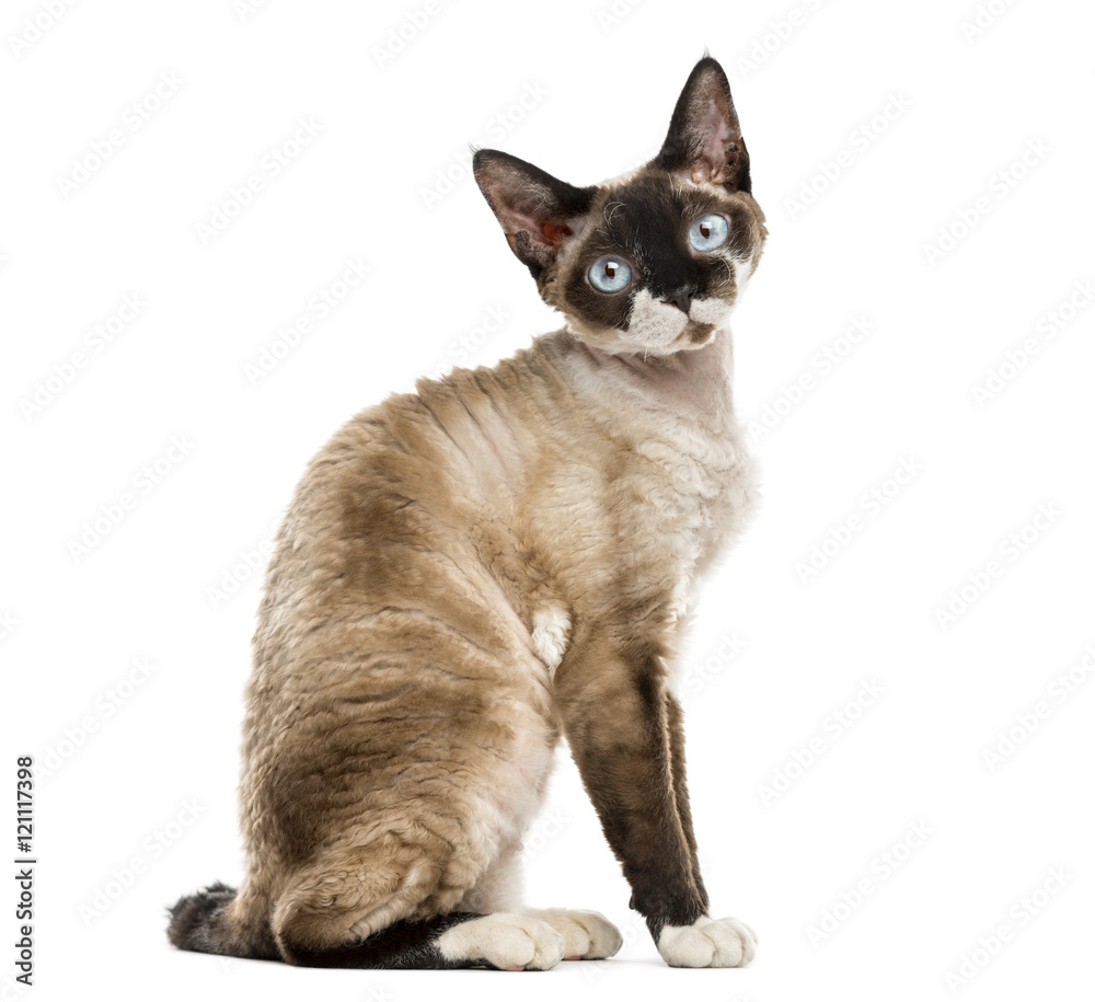 Side view of a Devon rex sitting isolated on white