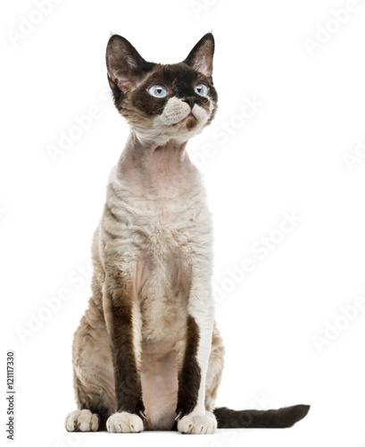 Fotografía Devon rex staring sitting isolated on white