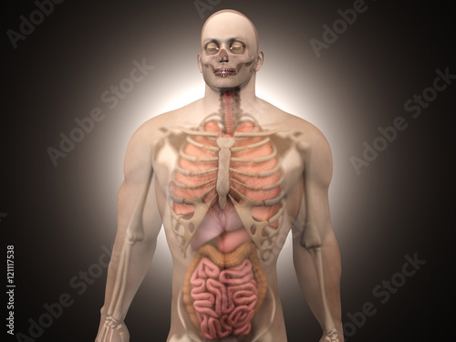 Human Anatomy visualization - Internal Organs