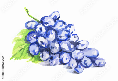 Isolated watercolor grape on white background. Fresh and juicy fruit.