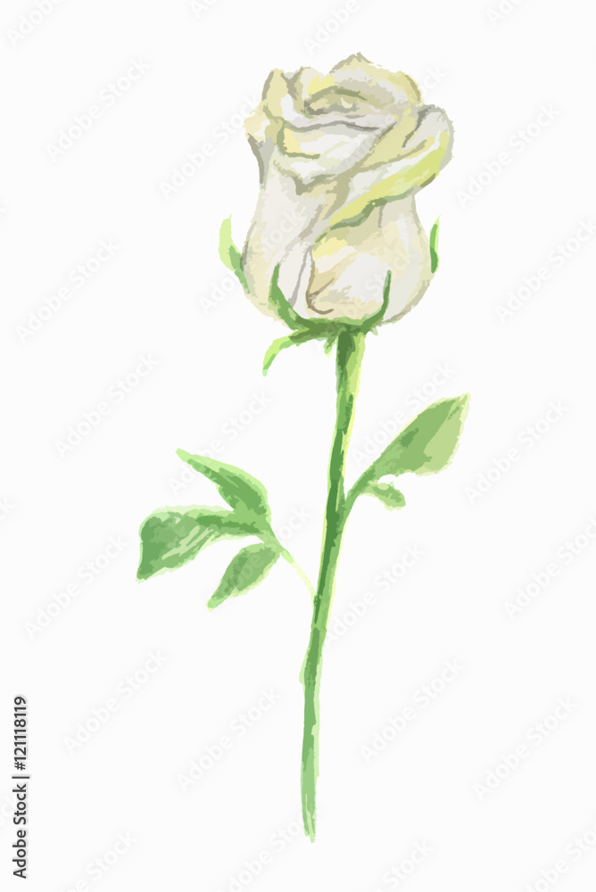 Obraz premium Isolated watercolor white rose on white background