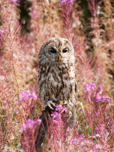 Brown owl among flowers on the meadow - Strix aluco