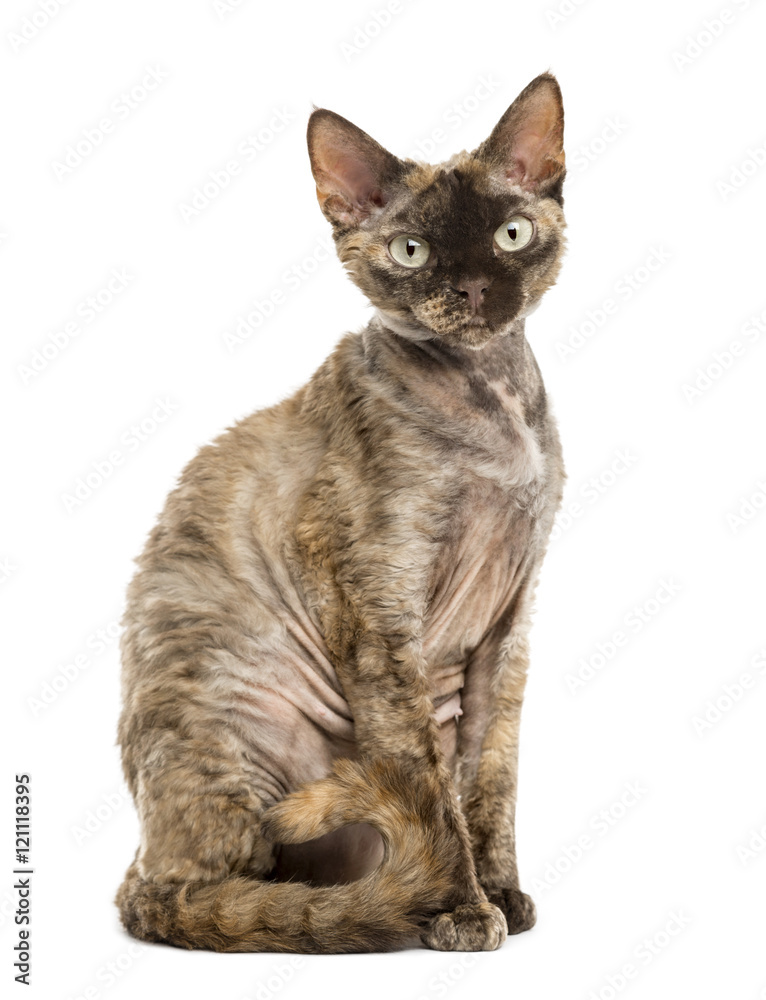 Side view of a Devon rex sitting isolated on white Side view of a Devon rex sitting isolated on white