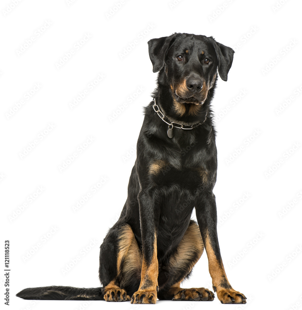 Beauceron sitting down, isolated on white background Beauceron sitting down, isolated on white background