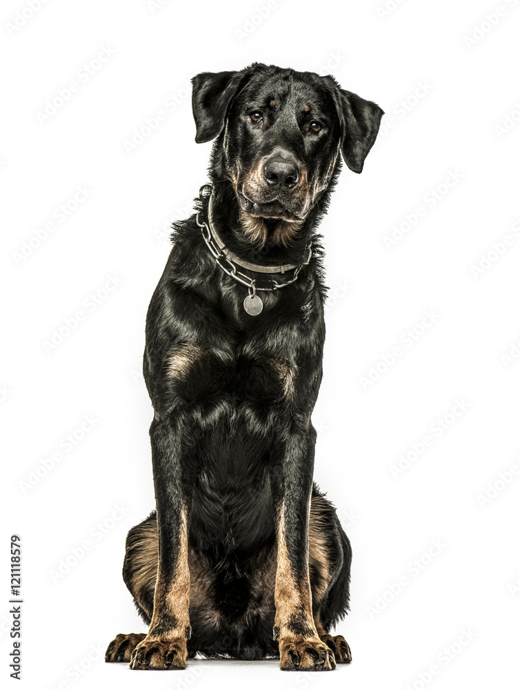 Beauceron sitting down, isolated on white background