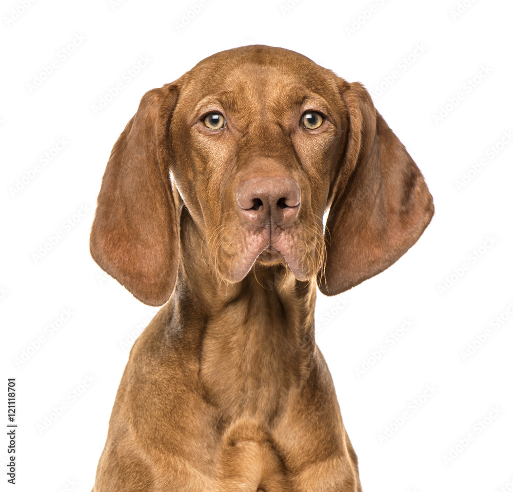Close-up of Vizsla puppy, 6 months old, isolated on white