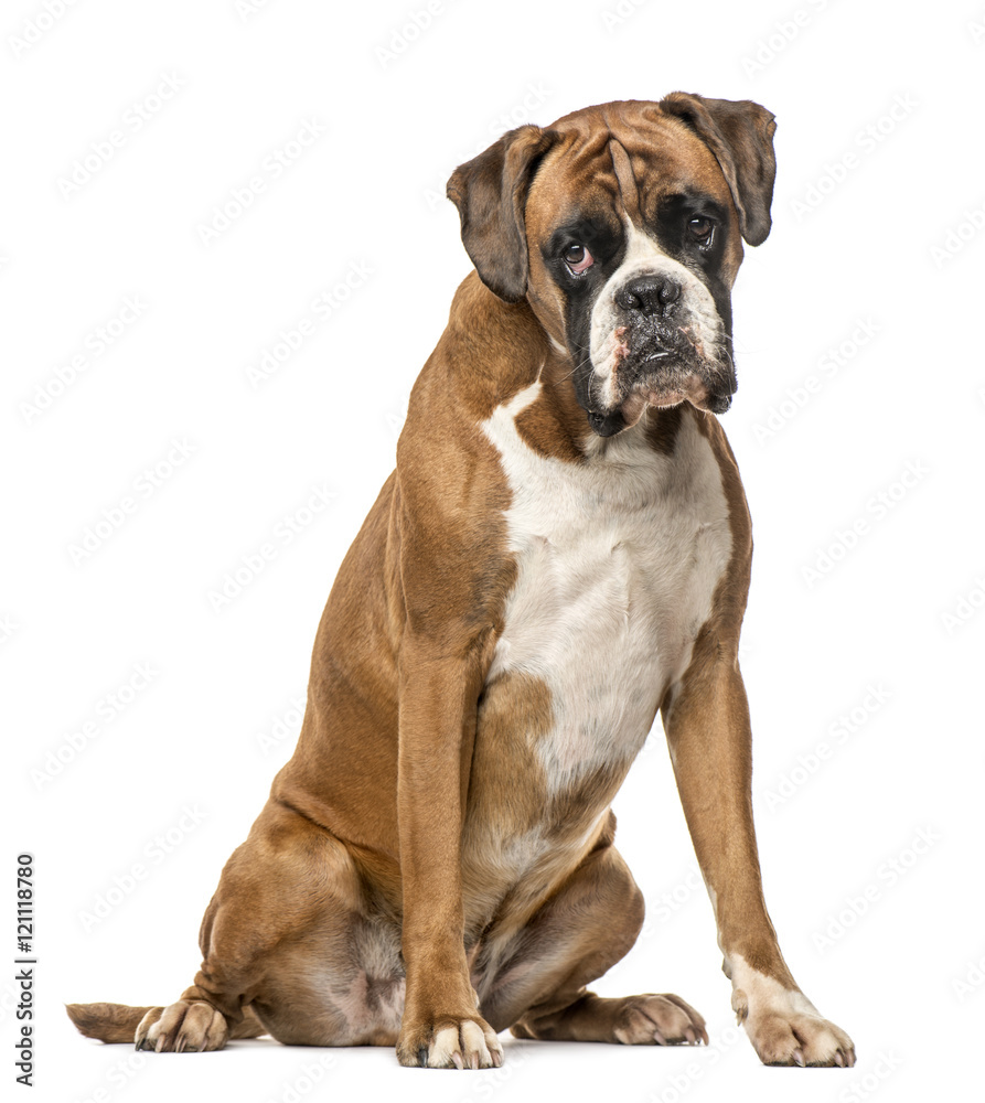 Boxer, 4 years old, sitting on white background