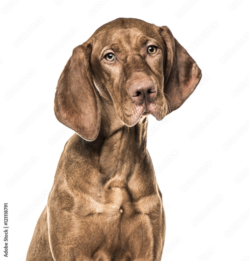 Close-up of Vizsla puppy, 6 months old, isolated on white Close-up of Vizsla puppy, 6 months old, isolated on white