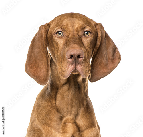 Close-up of Vizsla puppy  6 months old  isolated on white
