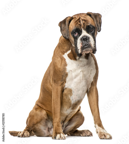 Boxer, 4 years old, sitting on white background © Eric Isselée