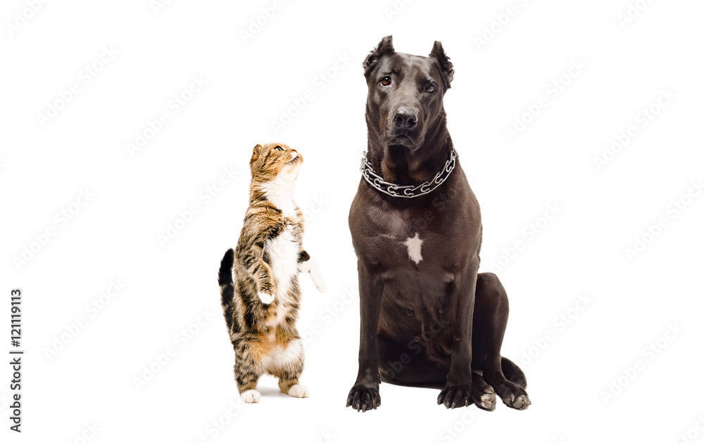 Staffordshire terrier and funny cat Scottish Fold Staffordshire terrier and funny cat Scottish Fold