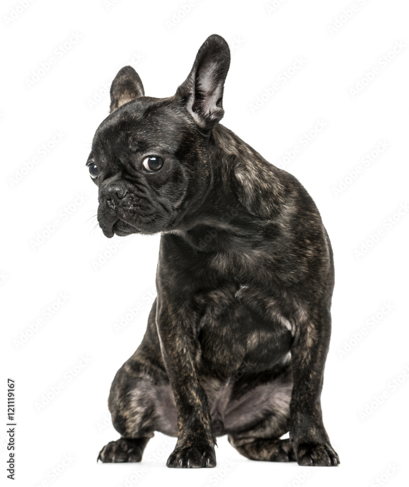 French Bulldog puppy sitting and looking at camera