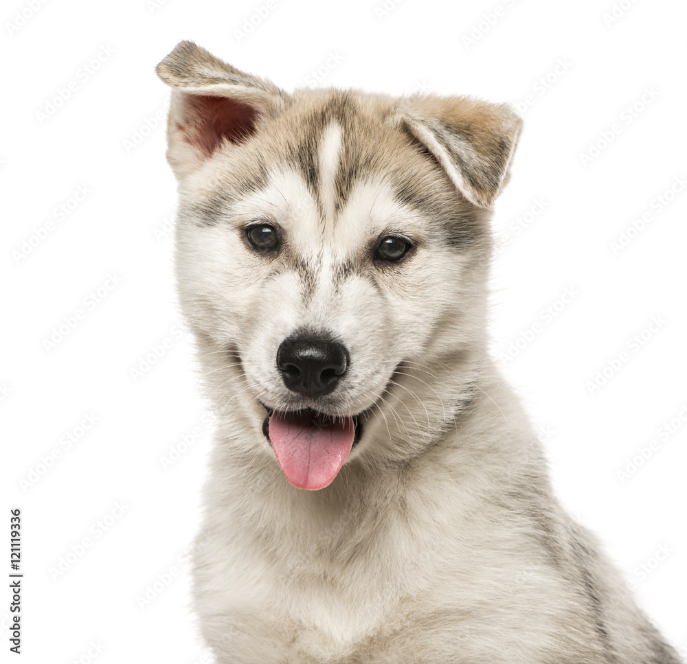 Close-up of Siberian Husky Puppy, isolated on white