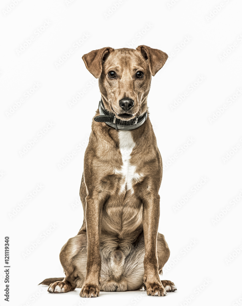 Cross-breed dog sitting, 11 months old, isolated on white