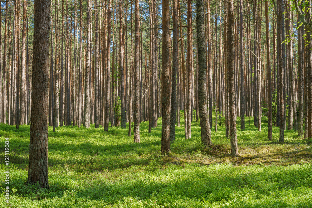Fototapeta premium Vibrant spruce pine forest