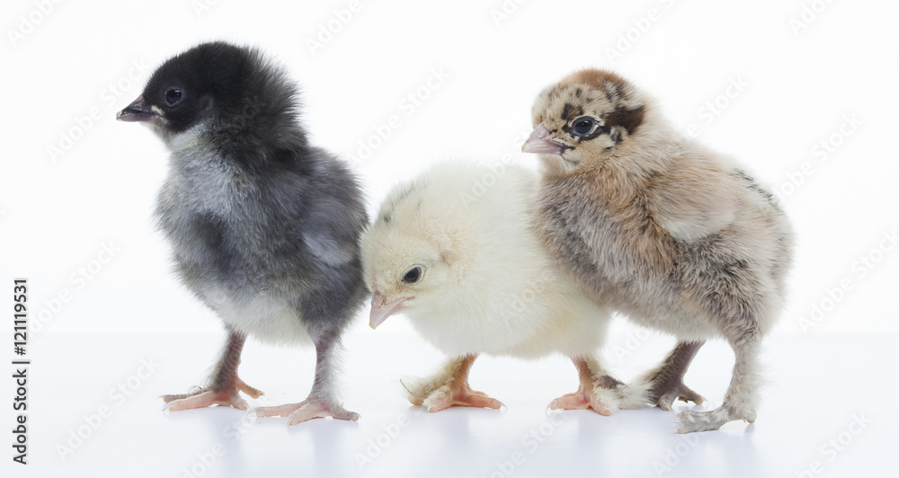 Small fluffy chickens