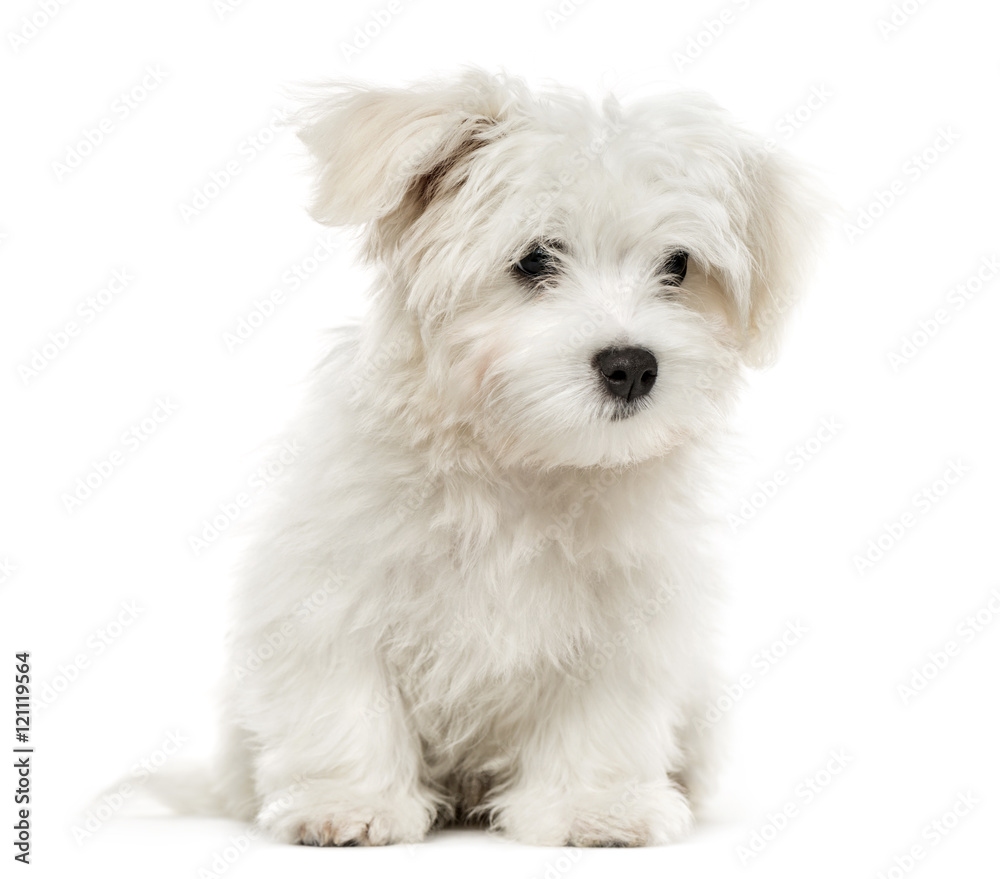 Maltese puppy, 4 months old, isolated on white Maltese puppy, 4 months old, isolated on white