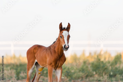 The little brown colt who two days old. Portrait of a baby horse on a light background in the paddock.