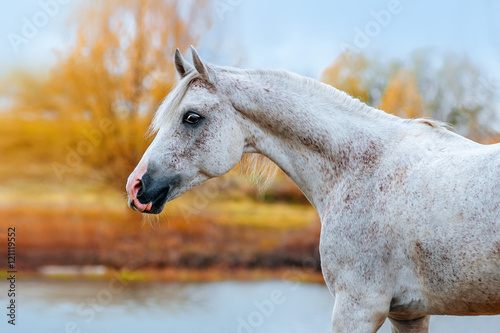 Expressive portrait Arab stallion in profile in the autumn yellow background. The horse stands on the bank of the river